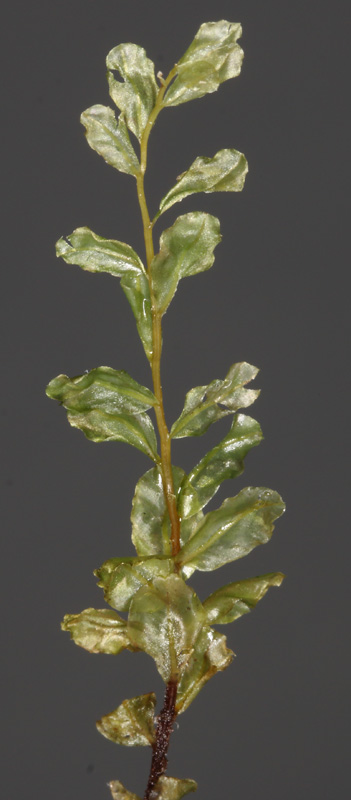 Pseudobryum cinclidioides